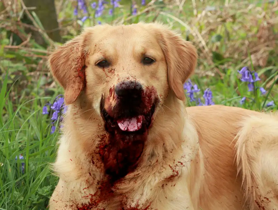Golden Retriever Mauls 5 In Huge Victory For Pitbull Apologists bit.ly/3YQs6Py