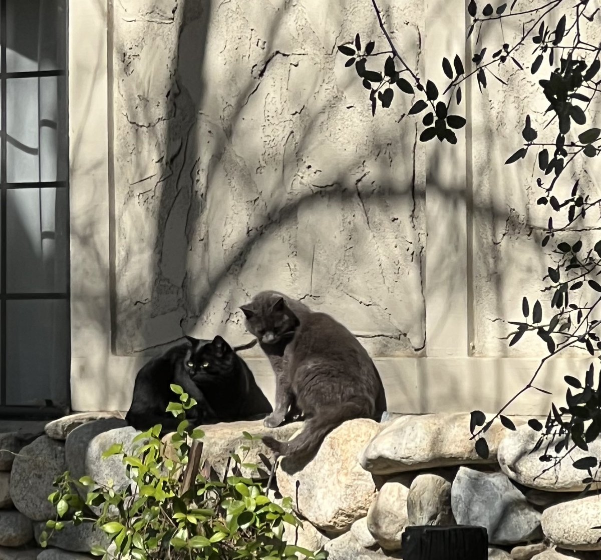 The outdoor pair send  #Caturday greetings. Marmee and Rico are grateful for a sunny day!  #blackcats #CatsOfTwitter