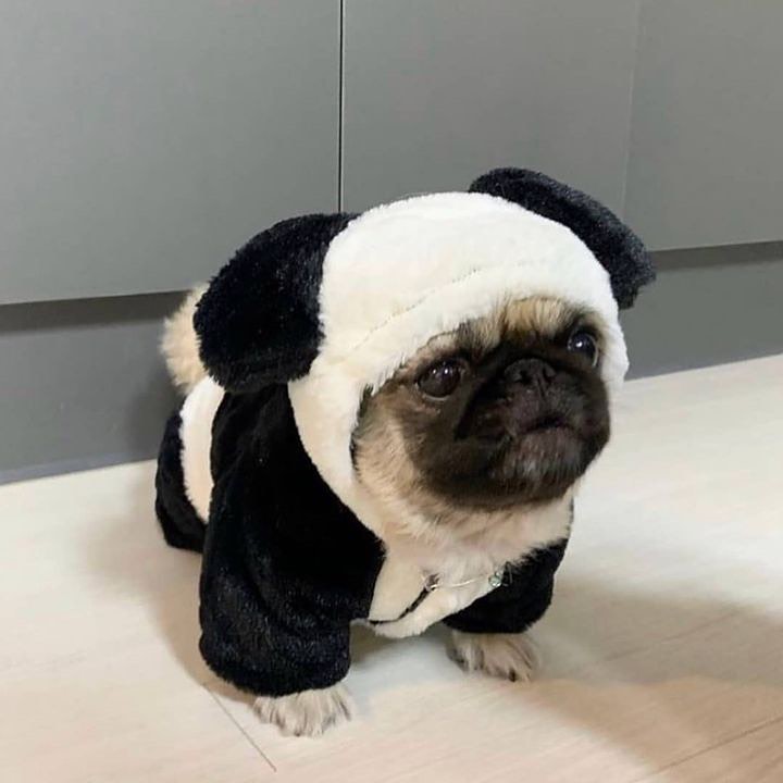 pugdog_'s tweet photo. https://t.co/OytgS2SWsg