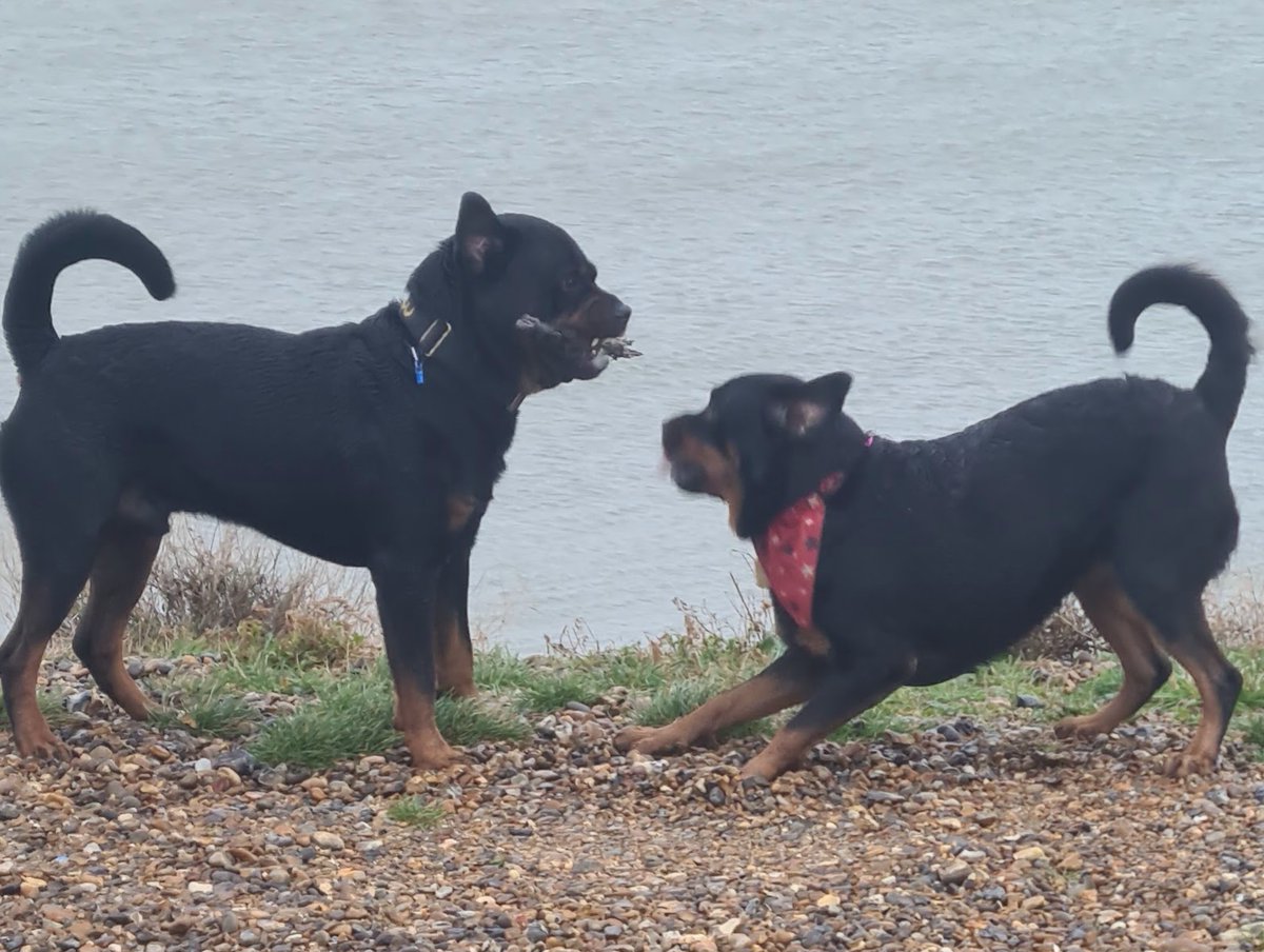 trexal8's tweet photo. #beachbuddies https://t.co/0HkWl2WccG