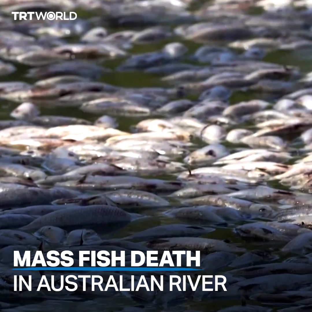 TRT World on Twitter "Millions of dead fish are clogging Australia's