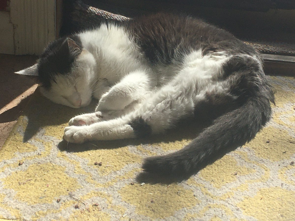 Another pretty sunny #Caturday morning.  Time to take a nap by the front door.

I hope everyone is having a purrfectly wonderful day!  #CatsOfTwitter