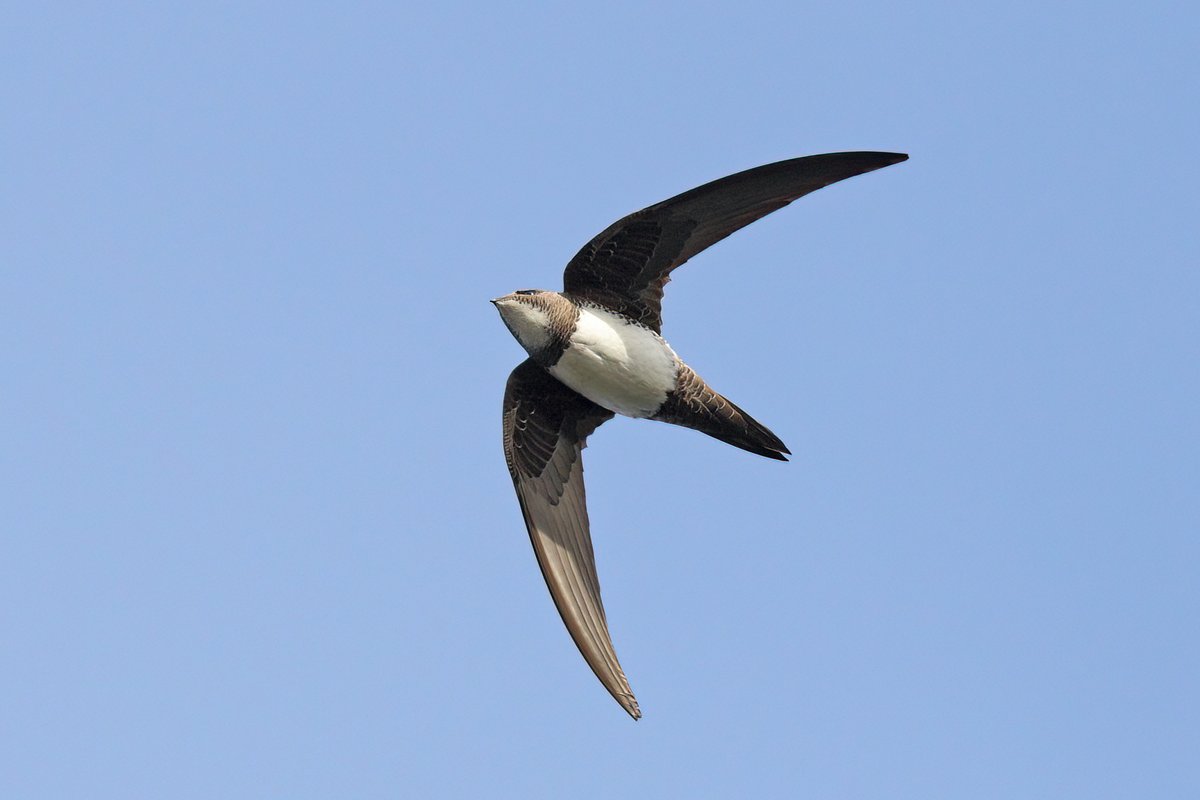 Alpine Swift in the last of the sunshine at 16:40 over Ships & Castles, Pendennis, Falmouth this evening. Also seen briefly at 17:20 flying low in the shipyard, probably gone to roost again. @CBWPS1