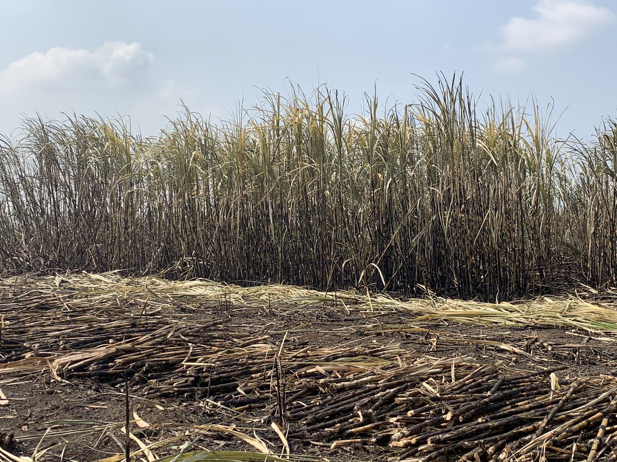 meghanfwebb's tweet photo. Encouraged by the excellent meetings  @LaIslaNetwork with members of the sugarcane sector. I’m looking forward to being part of this interdisciplinary team working to improve #Guatemala https://t.co/4VANn9siyZ