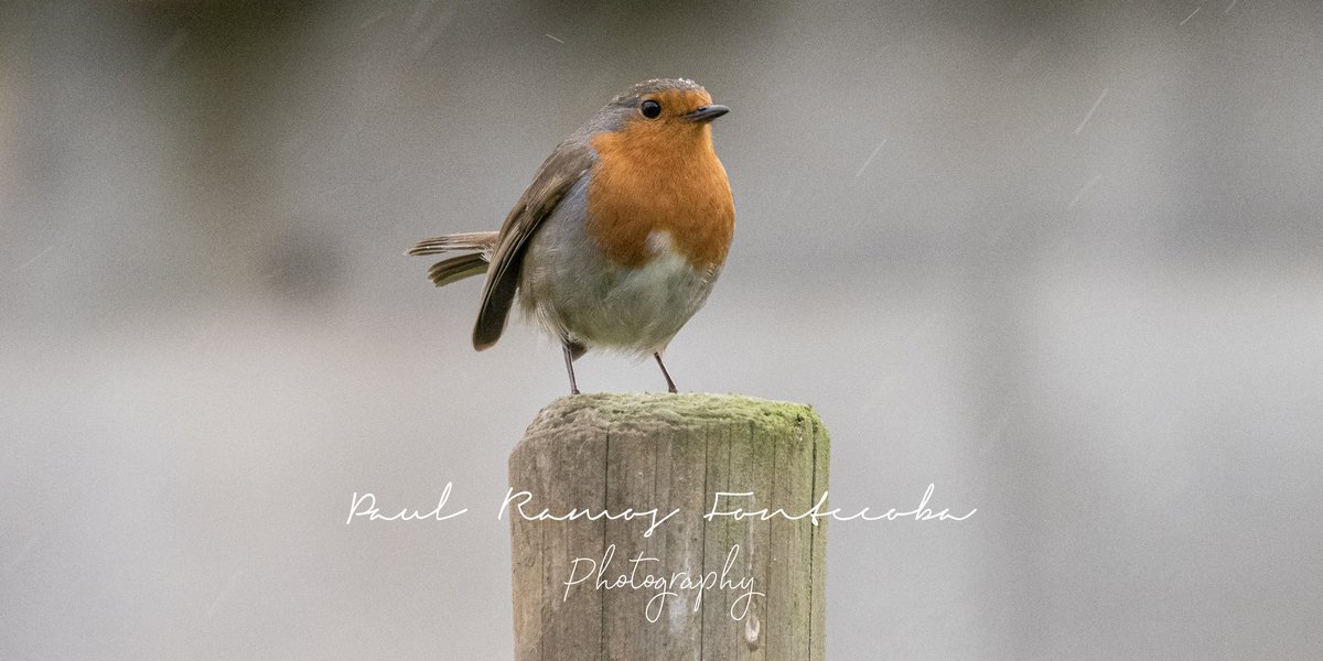 PaulRFontecoba's tweet photo. #Petirrojo europeo
#erithacus rubecula
#birdingphotography #fotografiadeaves #pajareo #pajareando #natureza https://t.co/WsvtfGhVmL