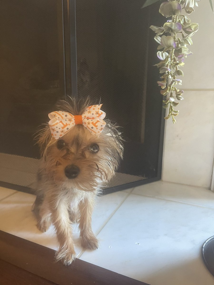 volashley's tweet image. JoJo is ready to cheer on the Vols and her namesake!!!! Only 5 months old and been cheering since day one!!! 🏀🍊#gbo #vfl #volhoops @jjjames30 @Vol_Hoops