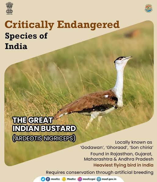 'Critically Endangered' Species of India 

#ConserveWildlife #UPSCPrelims2023