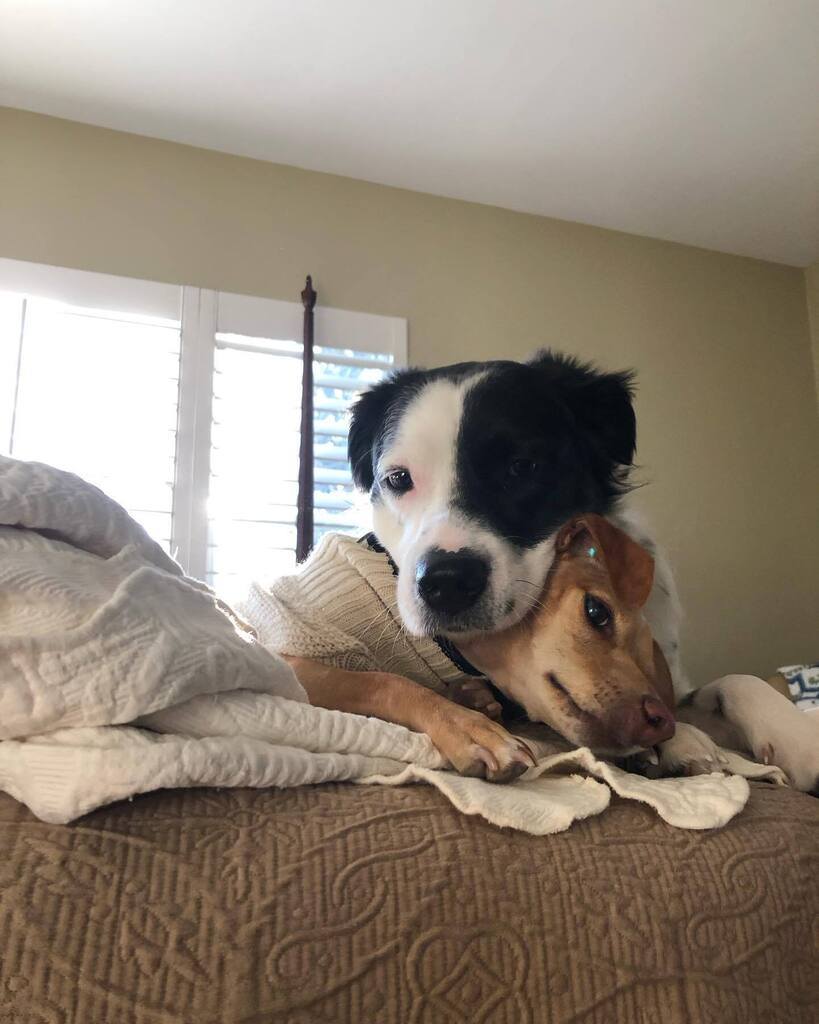 ameltonrealty's tweet photo. Brighton and Rambo photo shoot. Best Buddies! https://t.co/SOkV0HH4qp https://t.co/WtF5rBsBZJ