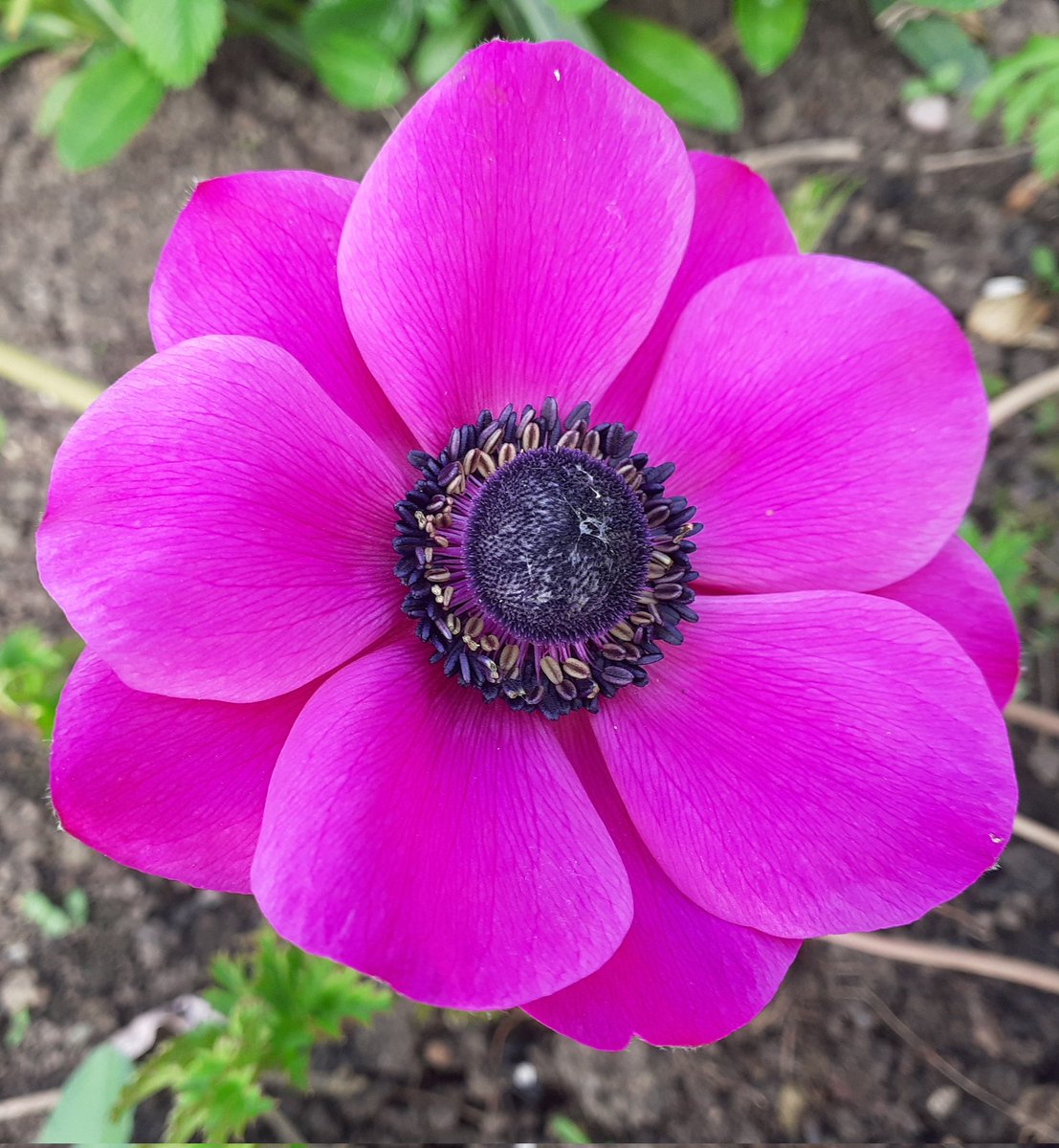 gradingsig's tweet photo. Good morning. Just a last push to the weekend. Keep doing your best and keep smiling. Here's a bright Anemone to help you along.🌸❤🌸
#ThursdayMotivation #GardeningTwitter #flowes #positivity https://t.co/Y0d2bTlVSW