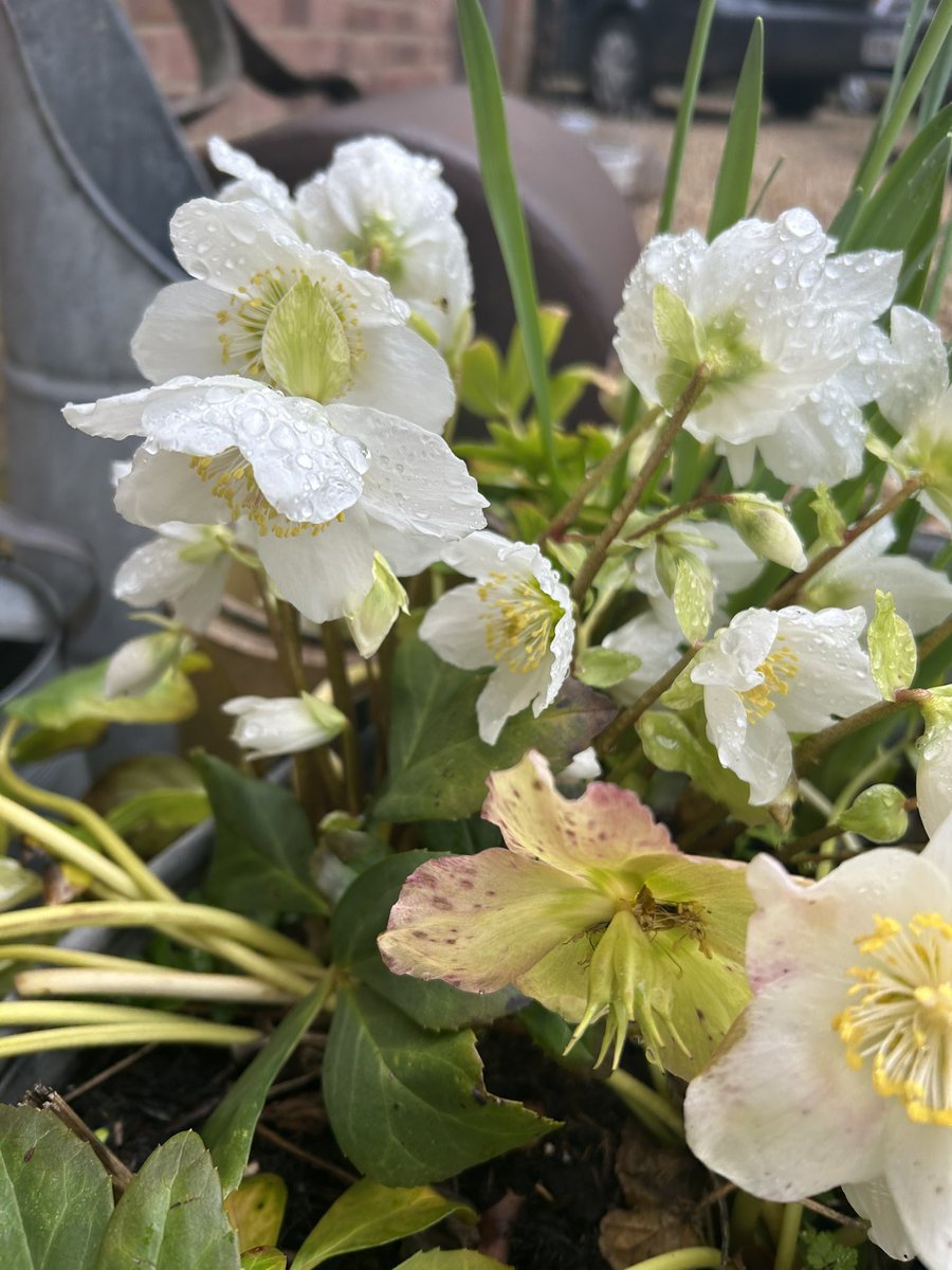 CathrynHage's tweet photo. Cheery pops of spring colour.
Heart warming.
#gardening #nature #daffodils #hellabores #flowerpower https://t.co/fWqA08DC3C