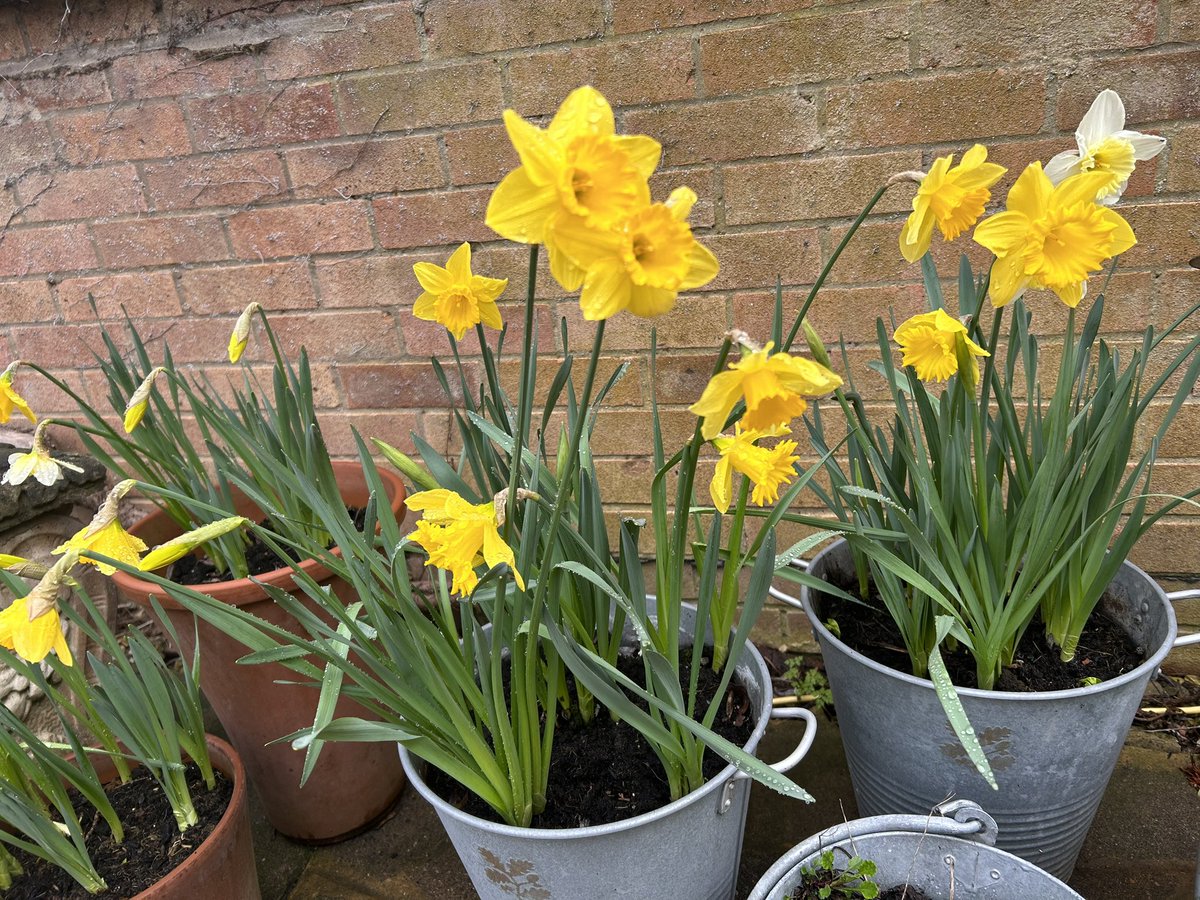 CathrynHage's tweet photo. Cheery pops of spring colour.
Heart warming.
#gardening #nature #daffodils #hellabores #flowerpower https://t.co/fWqA08DC3C