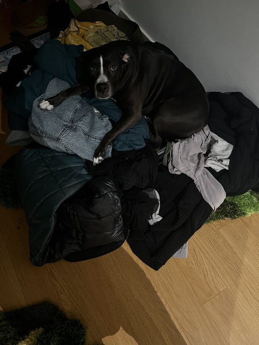 she has three beds and is allowed on the couch and she makes herself comfortable in my half unpacked