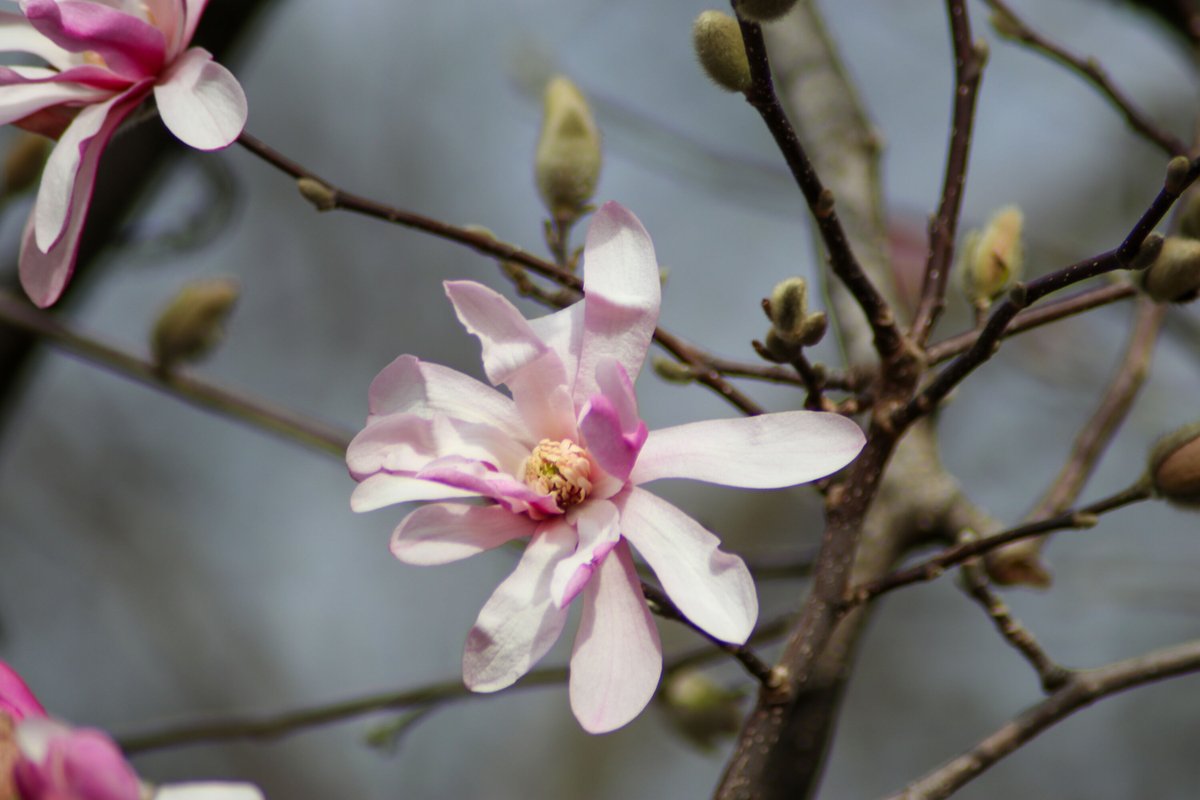 GloriousInStLou's tweet photo. Magnolias are another spring superstar we are currently enjoying around town! 💫 

These trees have beautiful form and big white, yellow, or pink blooms. Their mature height ranges from 6-60ft., depending on the species and cultivar. 💜 https://t.co/Jua1Omw46e