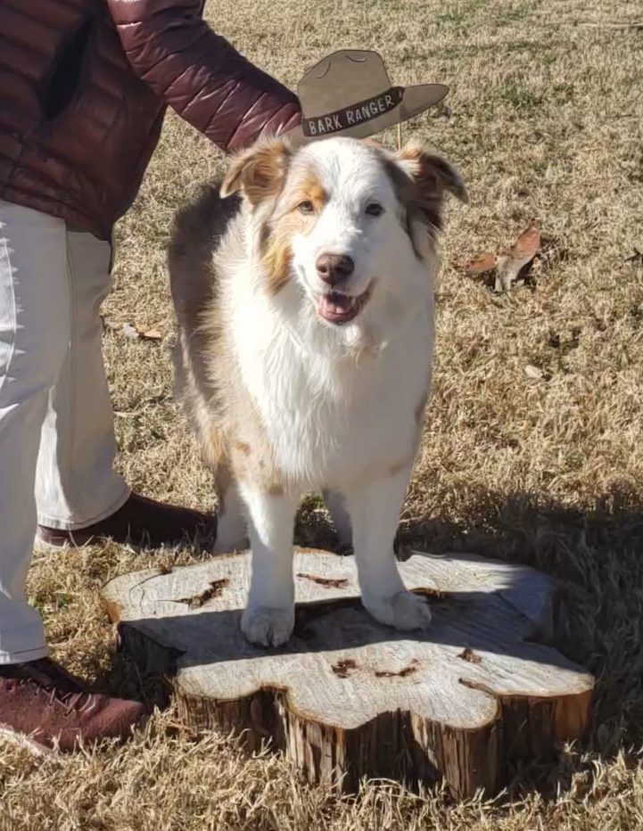 Tomorrow, Sunday March 19, from 10am to 3pm is our second BARK Ranger event! There will be adoptable dogs to meet and talk a walk with, agility courses, and even goodie bags! The event will be held in the grassy area adjacent to the Visitor Center.