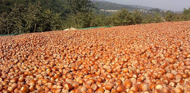 HazelnutStore tweet picture