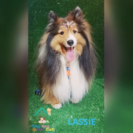 DogDogCatCatPet's tweet image. Sabadou e Lassie já está prontinha para passar o fim de semana linda e cheirosa😍🐾🛁
Corra e reserve seu horário 😍
(31) 99479-9393 📲💚

#lassie #lovepets #amoranimal #dogdogcatcat #petshop
