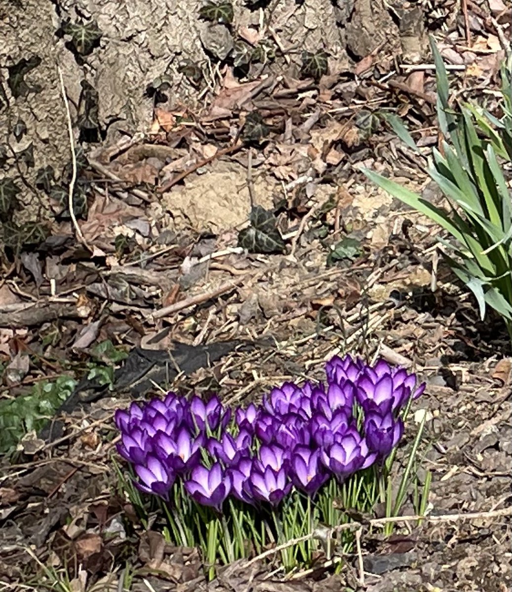 Almost Spring… 🦋💕🌱