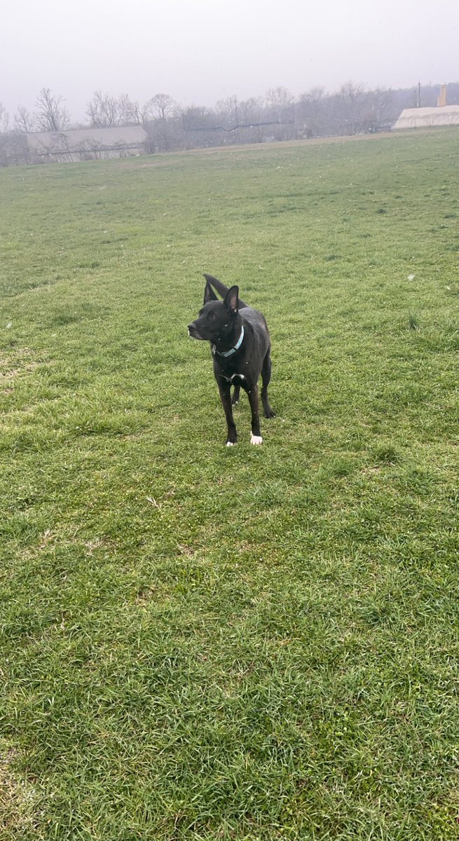 Laurynnrynn's tweet image. #RestInParadise my sweet King. I hope you had the best last day ever 💔🐾