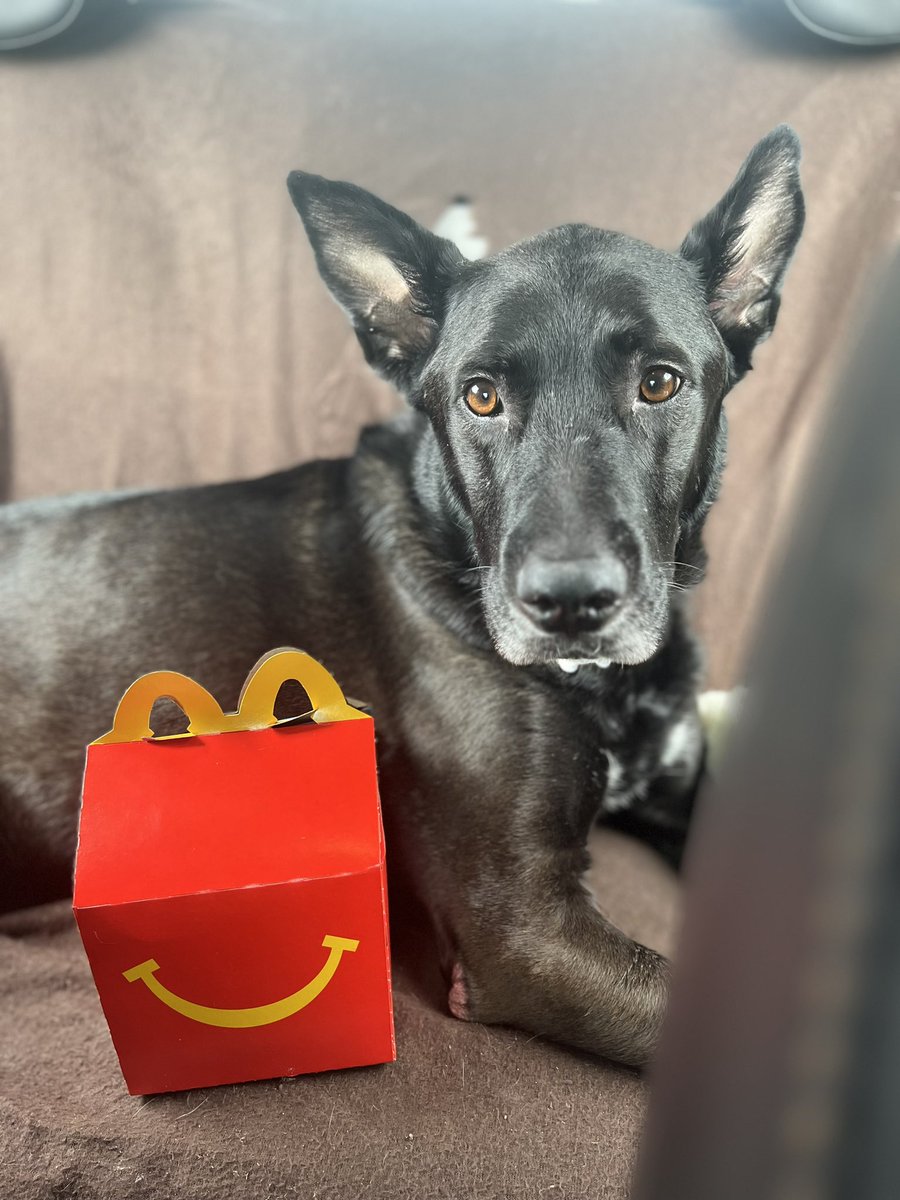 Laurynnrynn's tweet image. #RestInParadise my sweet King. I hope you had the best last day ever 💔🐾