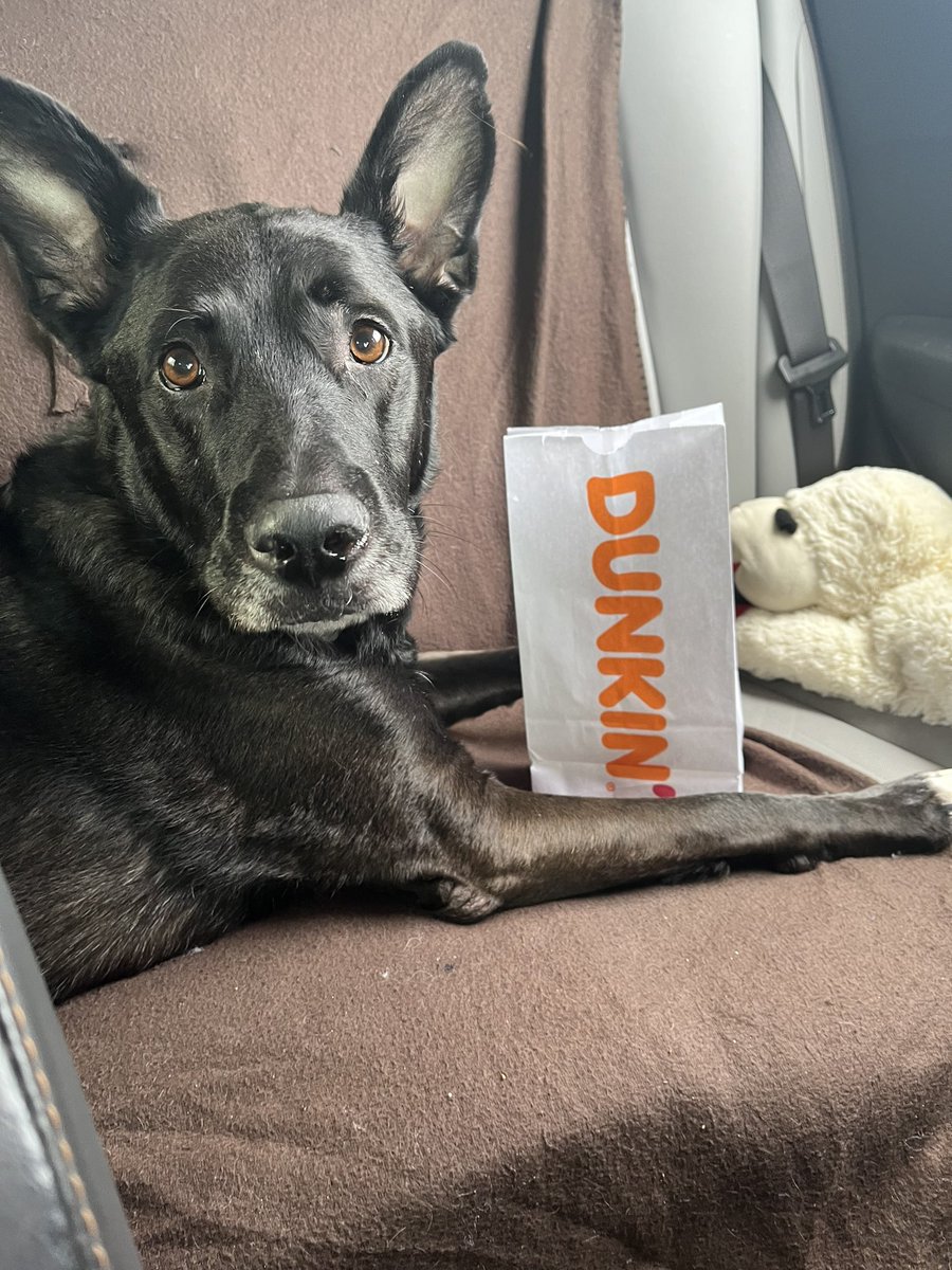 Laurynnrynn's tweet image. #RestInParadise my sweet King. I hope you had the best last day ever 💔🐾