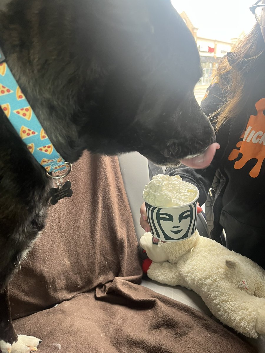 Laurynnrynn's tweet image. #RestInParadise my sweet King. I hope you had the best last day ever 💔🐾