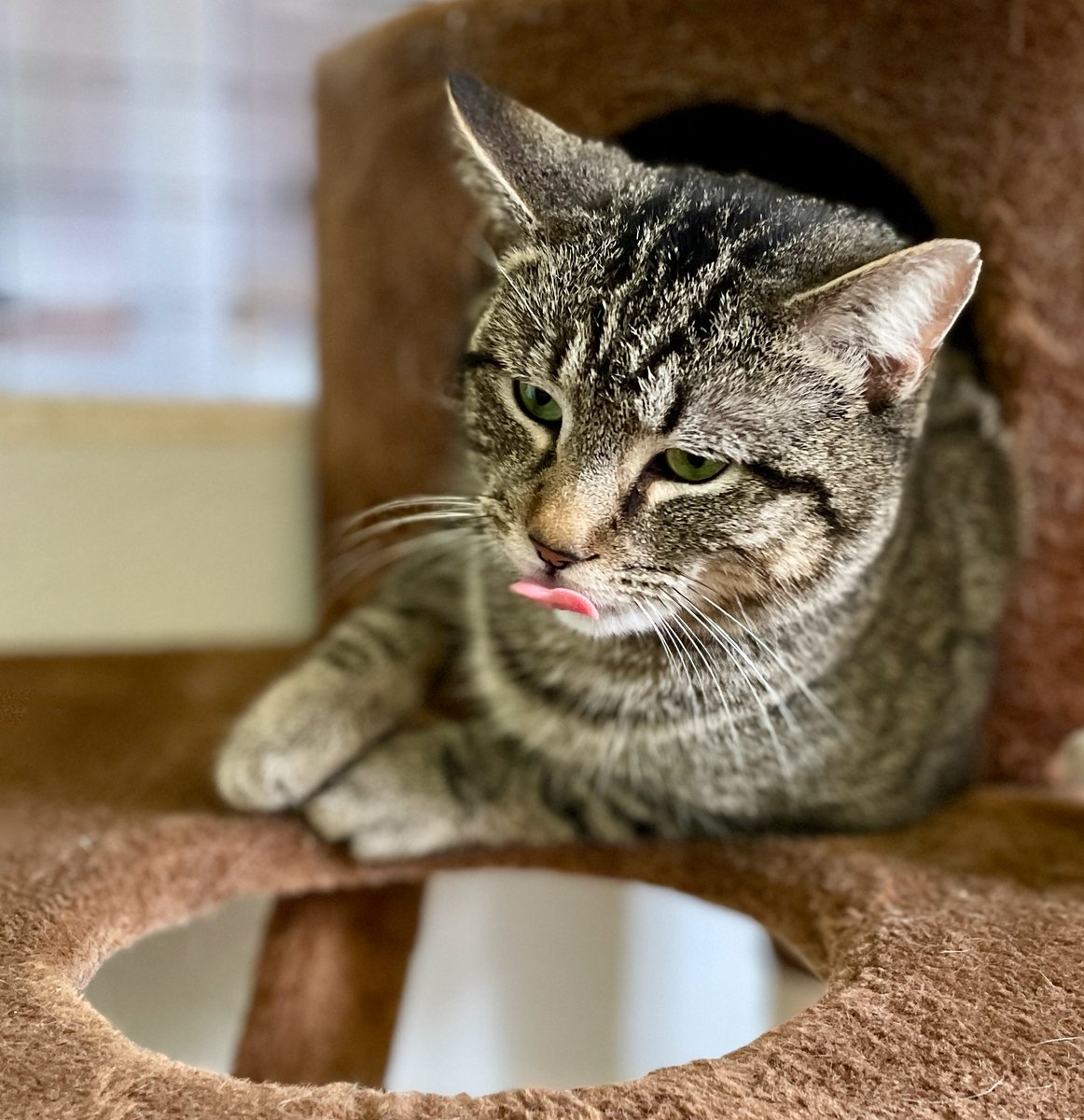 RappCatsAdopt's tweet photo. "Pbbbt," says Frankie. It's #Monday AGAIN??
"It happens every week, Frankie."
"Oh, that's awful."
"But it's #Caturday every week too."
"Still....#pbbbt."
๐ธ
#cats #pets #AdoptDontShop #Virginia #noVA #DC #cat #MondayMood #GoodMorningTwitterWorld #goodmorning #CatsOfTwitter https://t.co/Mjm8d3J1VO