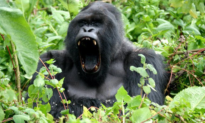 sectrinesafaris's tweet photo. Did you know that Uganda is home to some of the world's rarest and most fascinating primates?. From the majestic mountain gorillas to the playful chimpanzees, visitors can witness these incredible animals in their natural habits by booking their primate trekking trip with us https://t.co/u8zGIXLfl0