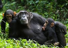 sectrinesafaris's tweet photo. Did you know that Uganda is home to some of the world's rarest and most fascinating primates?. From the majestic mountain gorillas to the playful chimpanzees, visitors can witness these incredible animals in their natural habits by booking their primate trekking trip with us https://t.co/u8zGIXLfl0