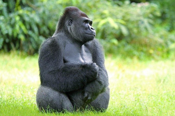 sectrinesafaris's tweet photo. Did you know that Uganda is home to some of the world's rarest and most fascinating primates?. From the majestic mountain gorillas to the playful chimpanzees, visitors can witness these incredible animals in their natural habits by booking their primate trekking trip with us https://t.co/u8zGIXLfl0