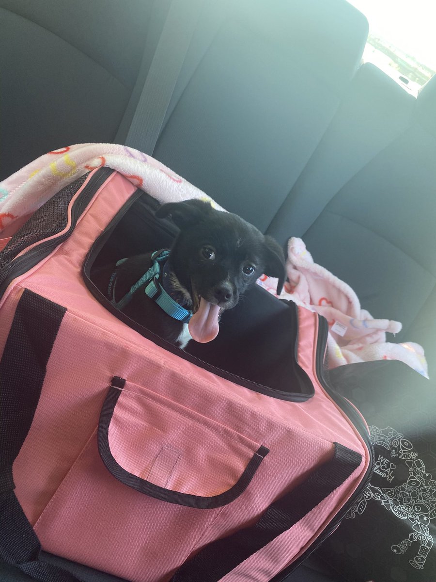 Diaphera's tweet photo. Going through old pictures and here are the top 4 baby pictures of Kermit that have the power to emotionally destroy me #puppylove https://t.co/Q5JgNKHYnP