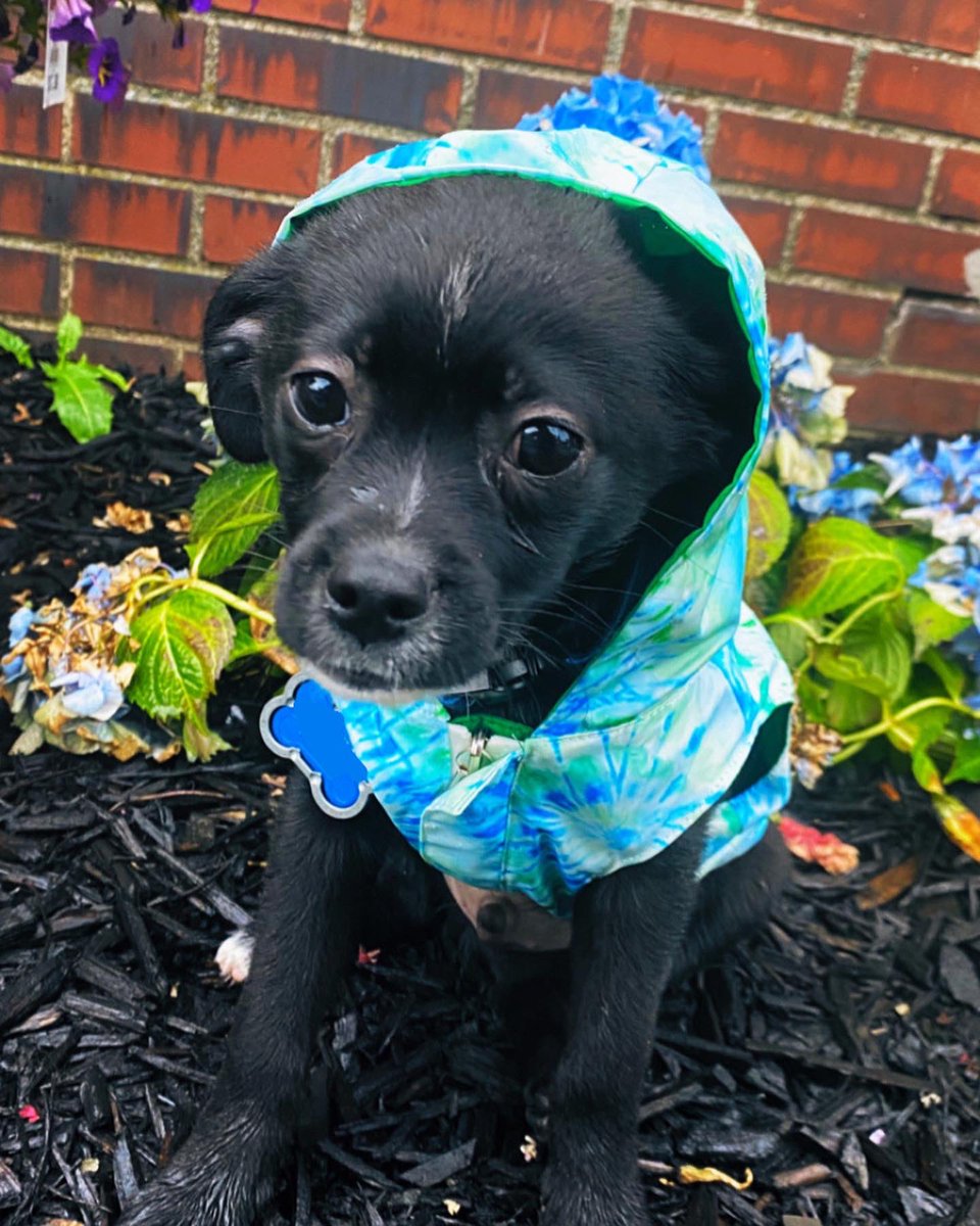 Diaphera's tweet photo. Going through old pictures and here are the top 4 baby pictures of Kermit that have the power to emotionally destroy me #puppylove https://t.co/Q5JgNKHYnP