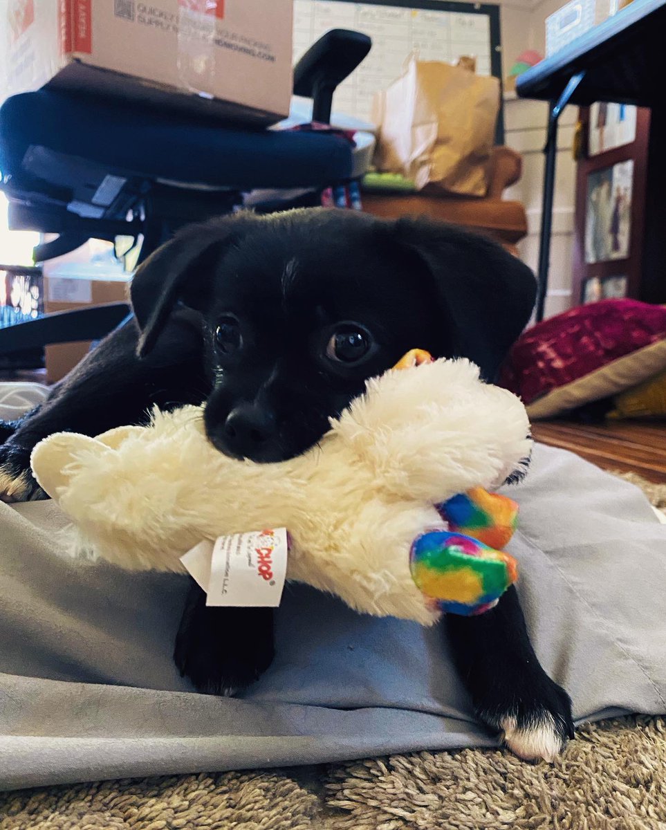 Diaphera's tweet photo. Going through old pictures and here are the top 4 baby pictures of Kermit that have the power to emotionally destroy me #puppylove https://t.co/Q5JgNKHYnP