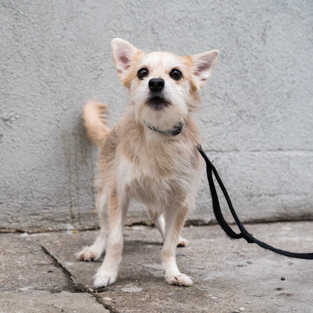 thedogist's tweet image. Gucci, Jack Russell Terrier/Poodle mix (8 y/o), 35th St. &amp;amp; 31st Ave., Queens, NY • “We got him from my sister-in-law. Originally he was somebody else’s dog, but then she got him, and now we have him. He’s really hyper.“
