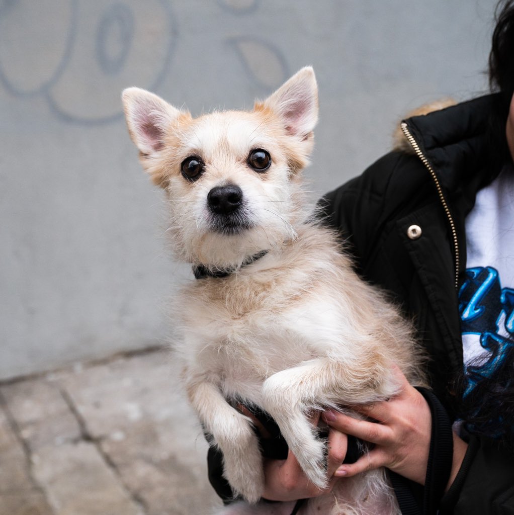 thedogist's tweet image. Gucci, Jack Russell Terrier/Poodle mix (8 y/o), 35th St. &amp;amp; 31st Ave., Queens, NY • “We got him from my sister-in-law. Originally he was somebody else’s dog, but then she got him, and now we have him. He’s really hyper.“