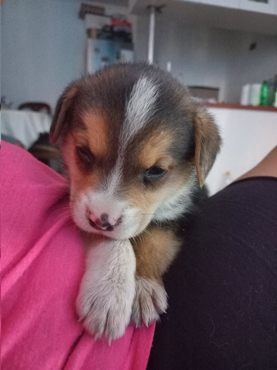 Siempre_Nivia's tweet photo. Hola amigos #Urgente mi sobrino acaba de encontrar este perrito en Conchali, Pedro Fontova con Palmilla, si alguien lo reconoce o quiere adoptar, mi sobrino no puede quedárselo en el depto. Debe tener 1 mes aprox.
#RT @carolinapinoc @Cassata20 
#Ayuda https://t.co/Y1U5ASQi4r