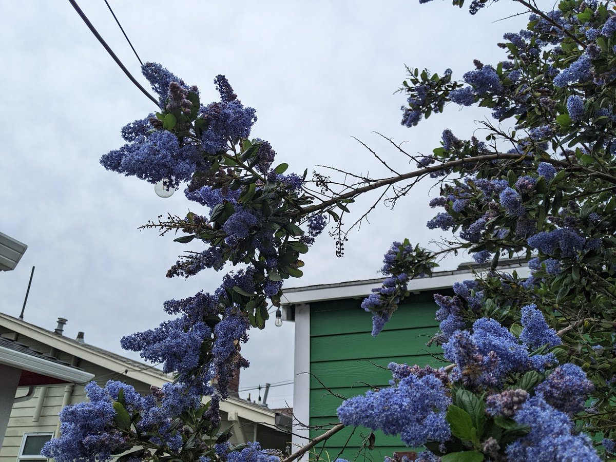 MWClimateSci's tweet image. Seeking gardening advice! My Ray Hartman Ceanothus is growing like mad. But on the longer shoots, it has self-pruned aggressively, leaving only a bubble of growth at the tip. Should I prune back, or leave as is?