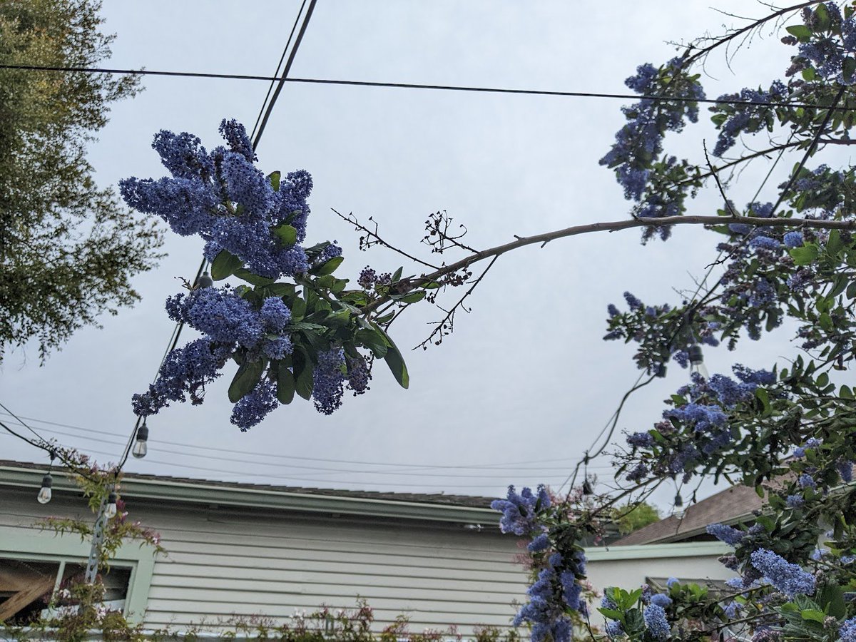 MWClimateSci's tweet image. Seeking gardening advice! My Ray Hartman Ceanothus is growing like mad. But on the longer shoots, it has self-pruned aggressively, leaving only a bubble of growth at the tip. Should I prune back, or leave as is?