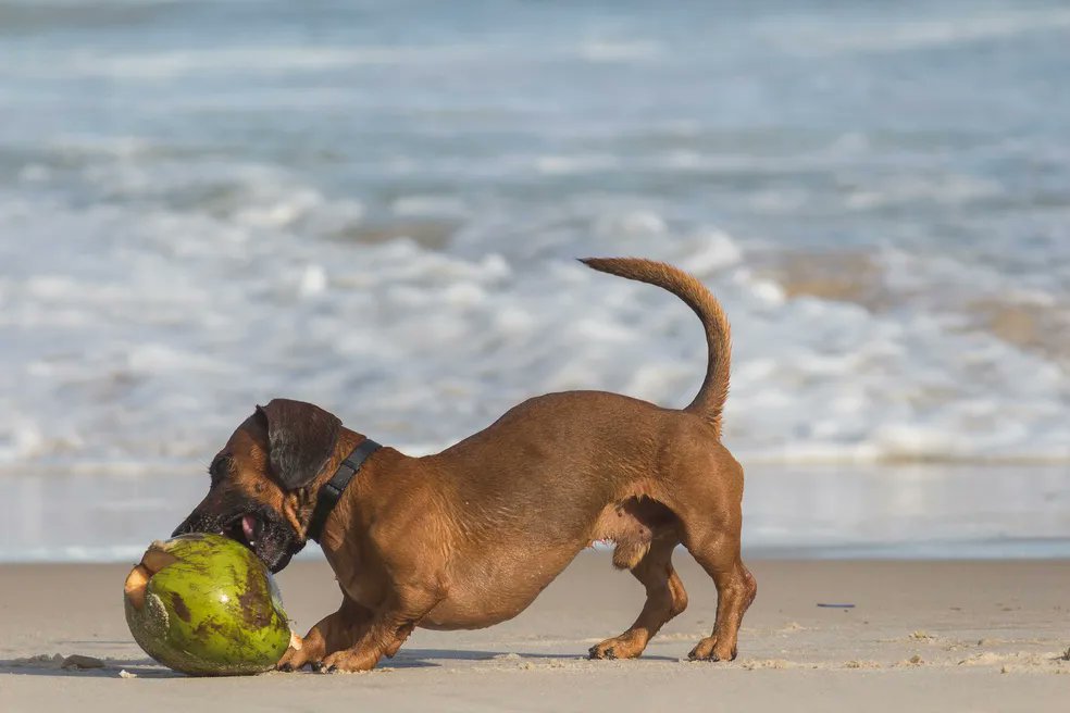 sigavidadebicho's tweet photo. Descubra se o seu cachorro pode tomar água de coco! https://t.co/raNIbSNtYY
Foto: Pexels/ Bruno Ticianelli/ Creative Commons
#vidadebicho #cachorro #pets https://t.co/xp0NFtPguU
