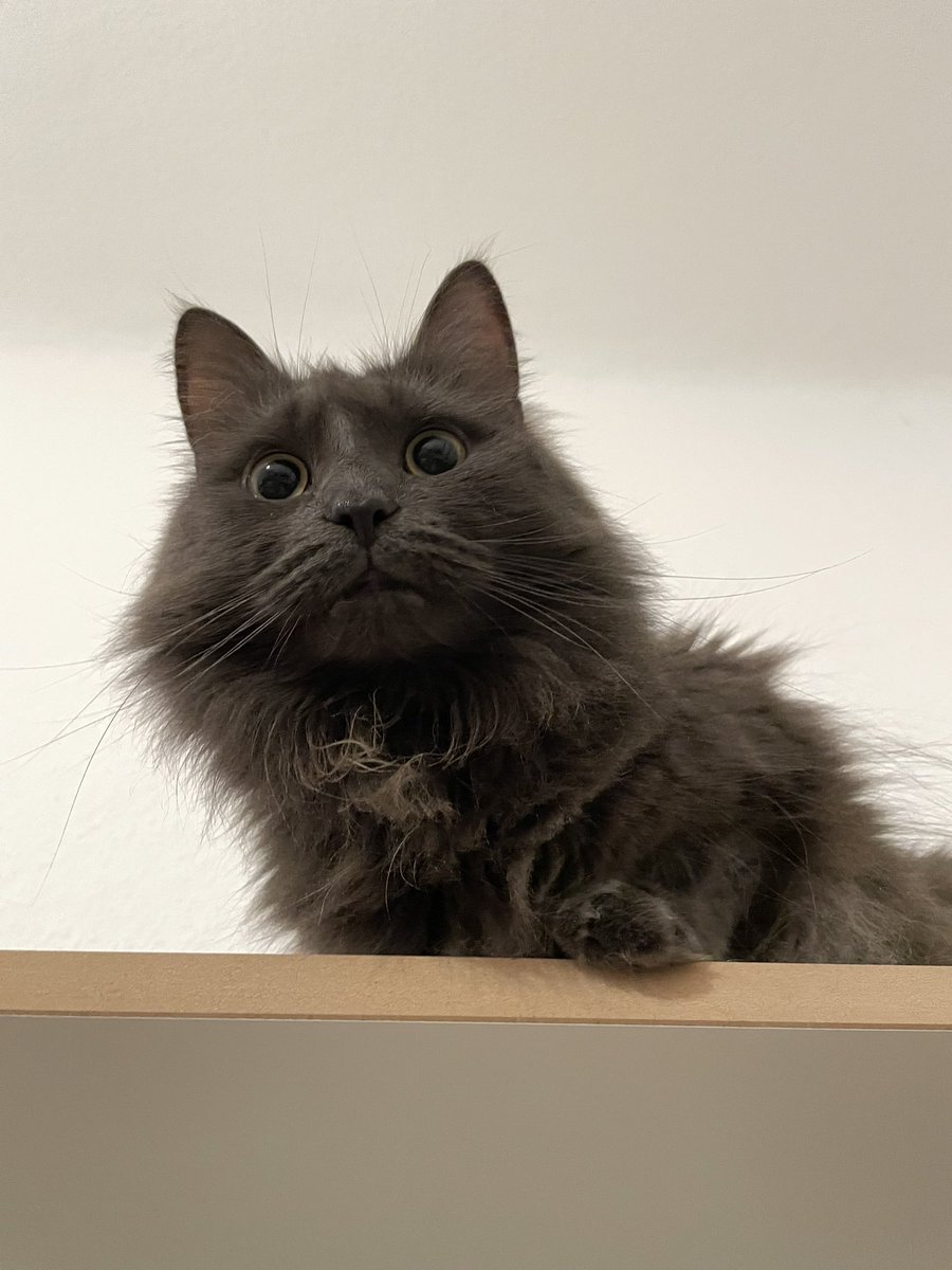 ANB_STUDIO's tweet photo. ボサボサの胸毛も可愛い雨ちゃん🐺
#cat #CatsOfTwitter #catlover #猫 #猫のいるくらし #ねこ #ねこようかい #サイベリアン #メインクーン https://t.co/2v2JJ1roz0