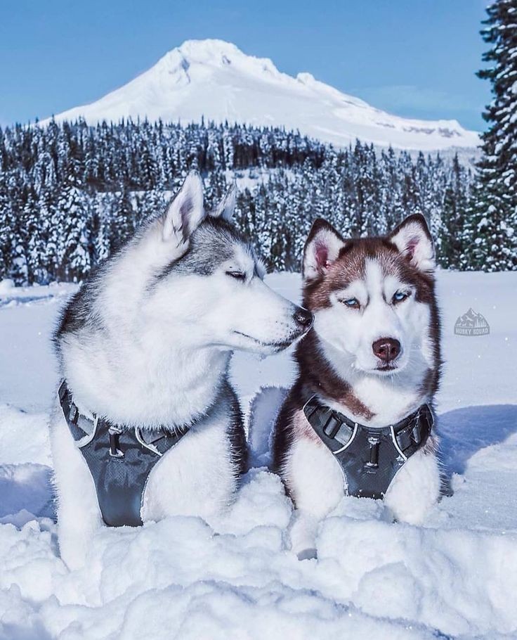 HuskyLoverCommu's tweet photo. #husky #HuskyTwitter #dog https://t.co/hTCl0RGKf1