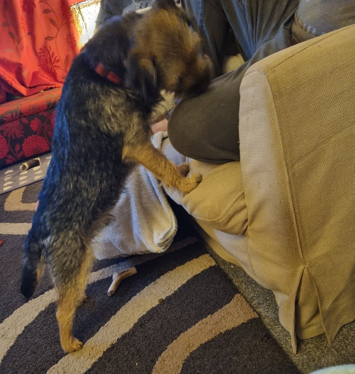 Nipper_BT's tweet photo. Tonight's #dadsnack is peanuts
9/10 got sum fur Trev! #borderterrier #snack https://t.co/WmZEZCISWz