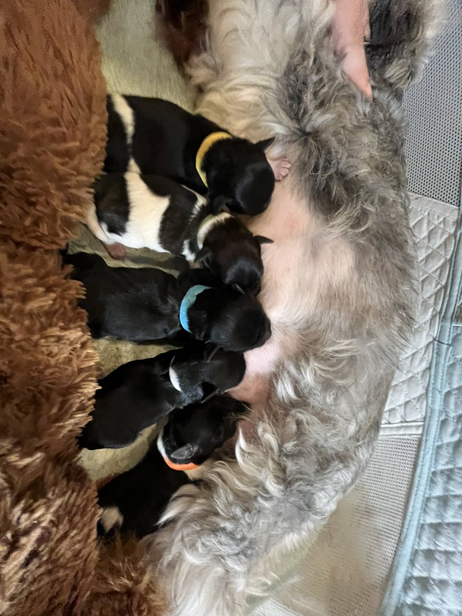 Mini schnauzer puppies available. Males AKC #babies #dogs #miniatureschnauzers #Puppies #schnauzer #texas