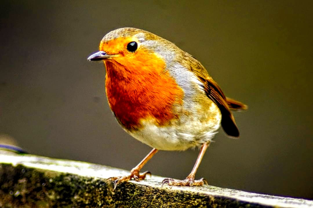 Seem to be a lot of robins posted so here's my selection #robin#derbyshire
# bird photography #gardenwildlife