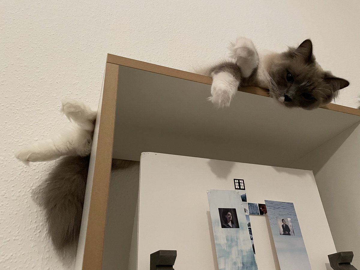 ANB_STUDIO's tweet photo. 後ろ足も可愛いコモくん🐼
#cat #CatsOfTwitter #catlover #ragdoll #ラグドール #猫 #猫がいる幸せ https://t.co/3DGJvbiDUG