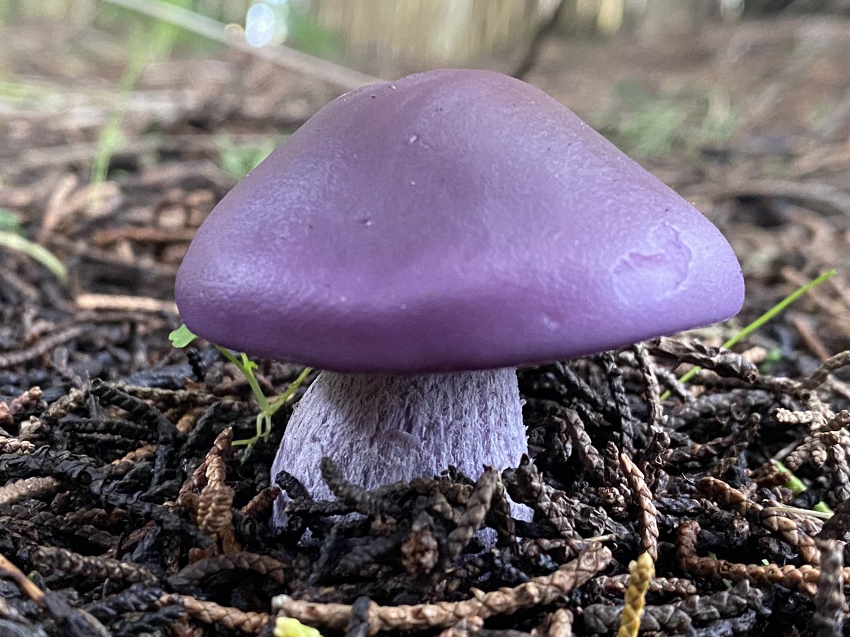 Blewit mushroom growing underneath Cypress trees on the Mendocino coast. 🍄🌳🌊 #mushroom #blewit #cypress #mendocinocoast #pacificcoast #purplemushroom