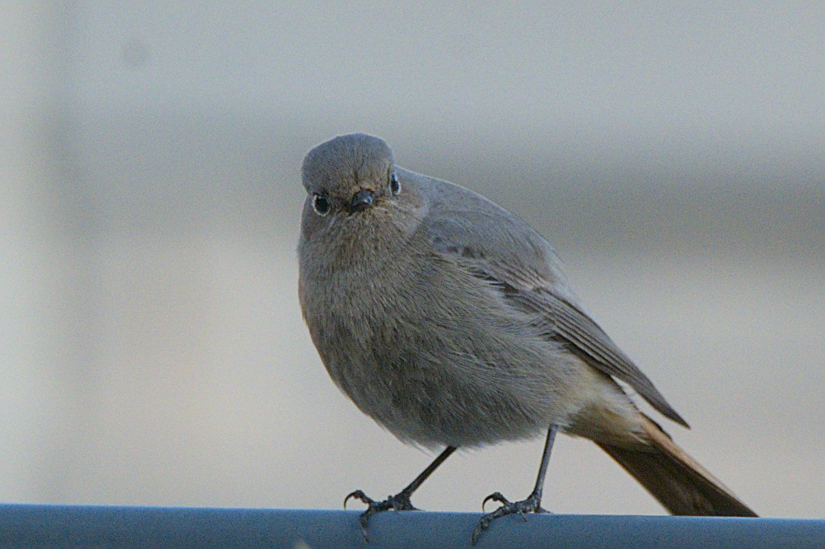 Half an our of #backyardbirding today brought close encounters with a Blue Tit (not cropped!) & first-of-season Black Redstart #BirdsSeenIn2023 🇩🇪

#mybackyard #backyardwildlife #gardenbirds #birds #birding #birdwatching #BirdTwitter #BirdsOfTwitter #birdphotography