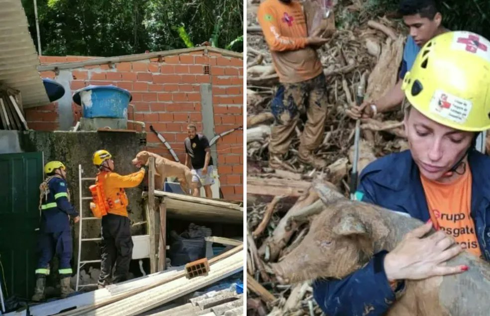 sigavidadebicho's tweet photo. Litoral Norte de SP: “Número de vítimas animais é proporcional ao de humanos” https://t.co/nQUlc6ak4R
Foto: Instagram/ grad_brasil / Reprodução
#vidadebicho #animais #pets #litoralnortesp https://t.co/RBYZGjYW4b