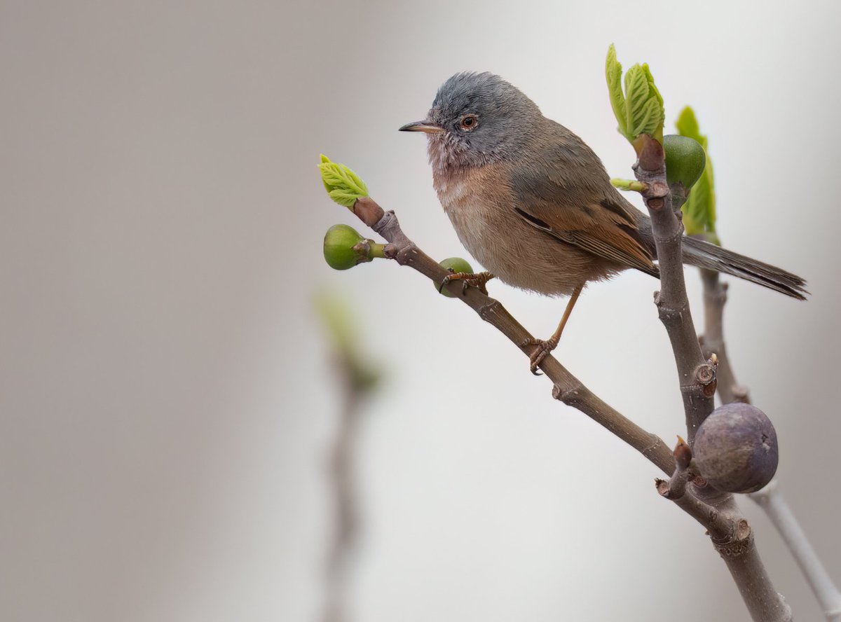 Chris Griffin tweet media