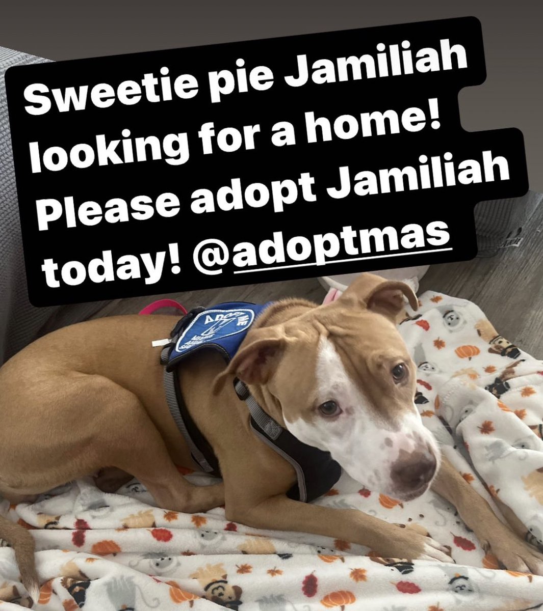 Jamiliah is looking for a home. Please adopt Jamiliah today! Contact <a href="/AdoptMas/">AdoptMAS</a> #memphis #volunteer