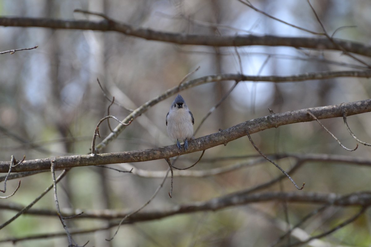 bigmacthefatcat's tweet photo. More #birds. https://t.co/jd3nkdUFkV